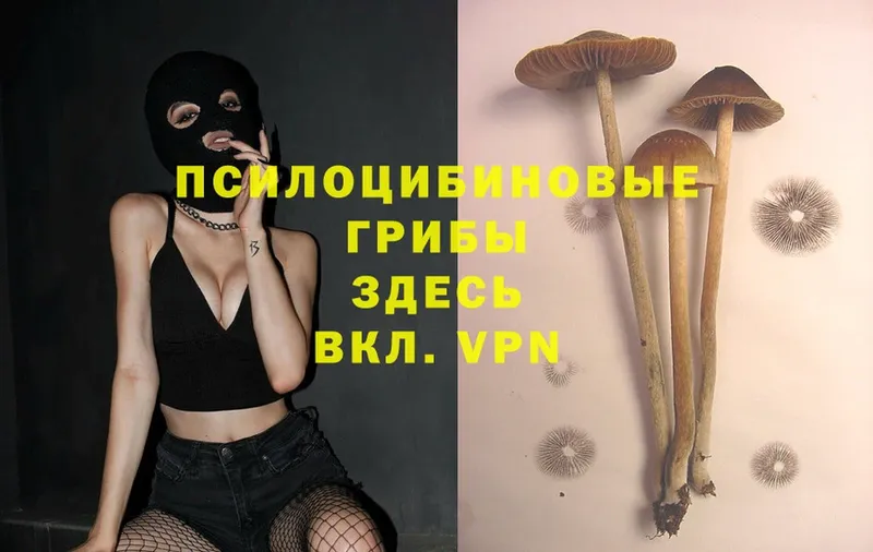 Галлюциногенные грибы MAGIC MUSHROOMS  Малоархангельск 